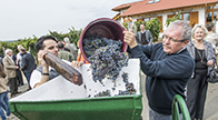 Annual diplomats’ grape harvest in Demjén