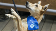 Mobiltelefonos kutyakereső alkalmazás a felelős állattartásért