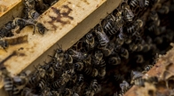 Akácméz nélkül nincs nyereség a méhészetben