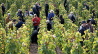 Ambassadors help with wine harvest